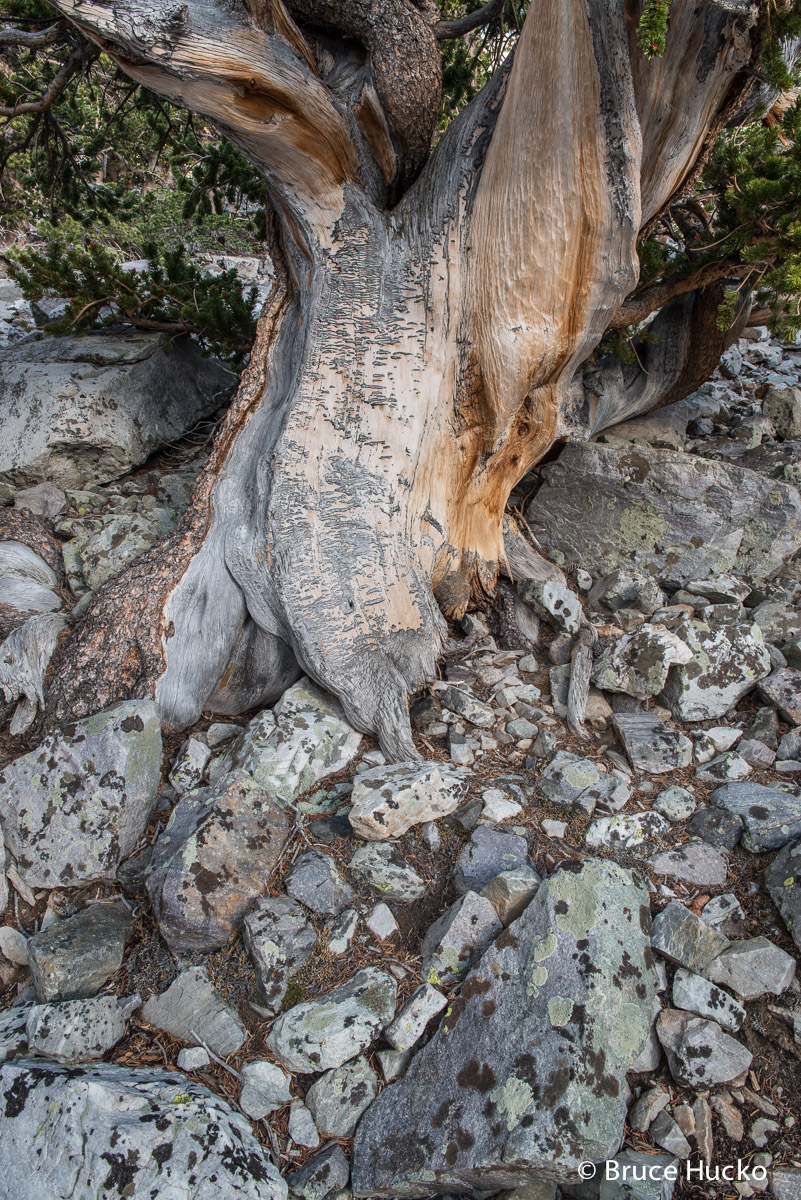 Great Basin NP,Nevada,Nevada landscape bristlecone pine