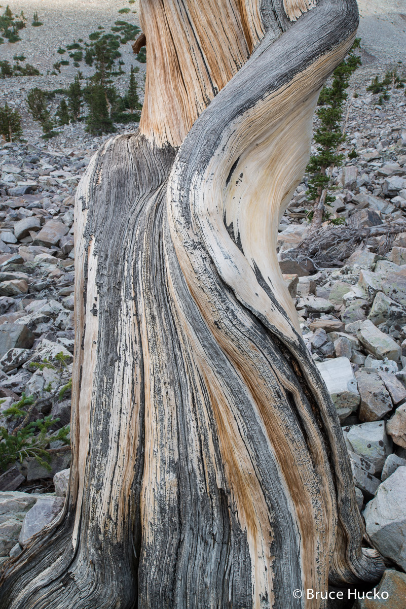 Great Basin NP,Nevada,Nevada landscape bristlecone pine
