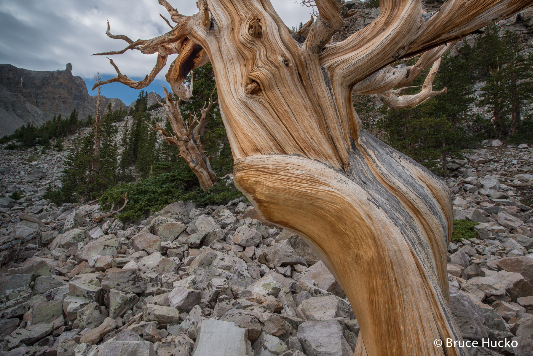 Great Basin NP,Nevada,Nevada landscape bristlecone pine