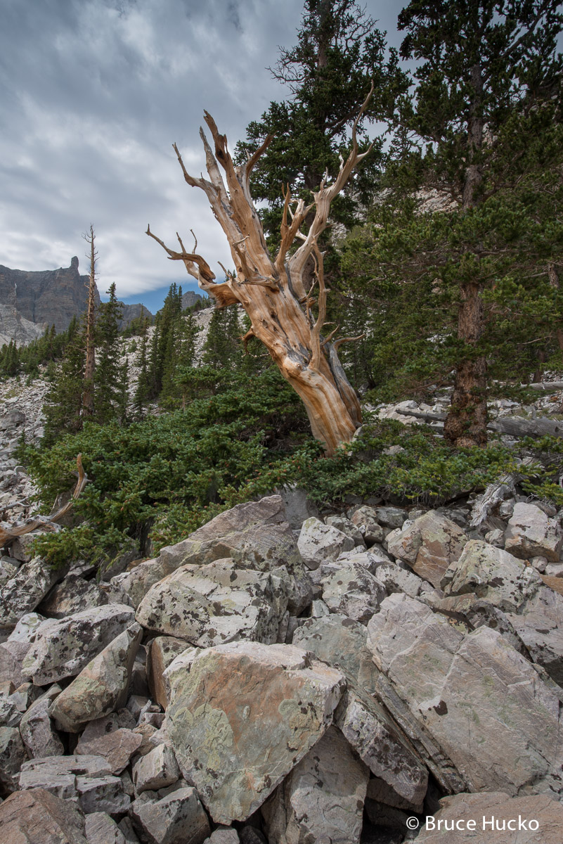 Great Basin NP,Nevada,Nevada landscape bristlecone pine