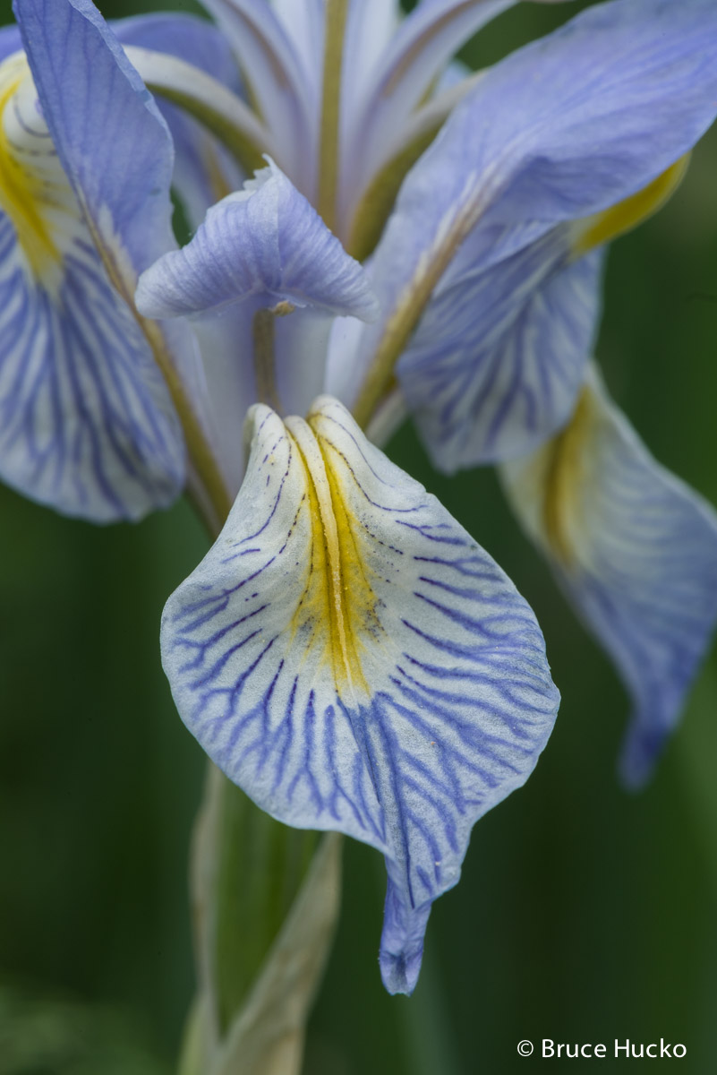lasal mountains, wild iris