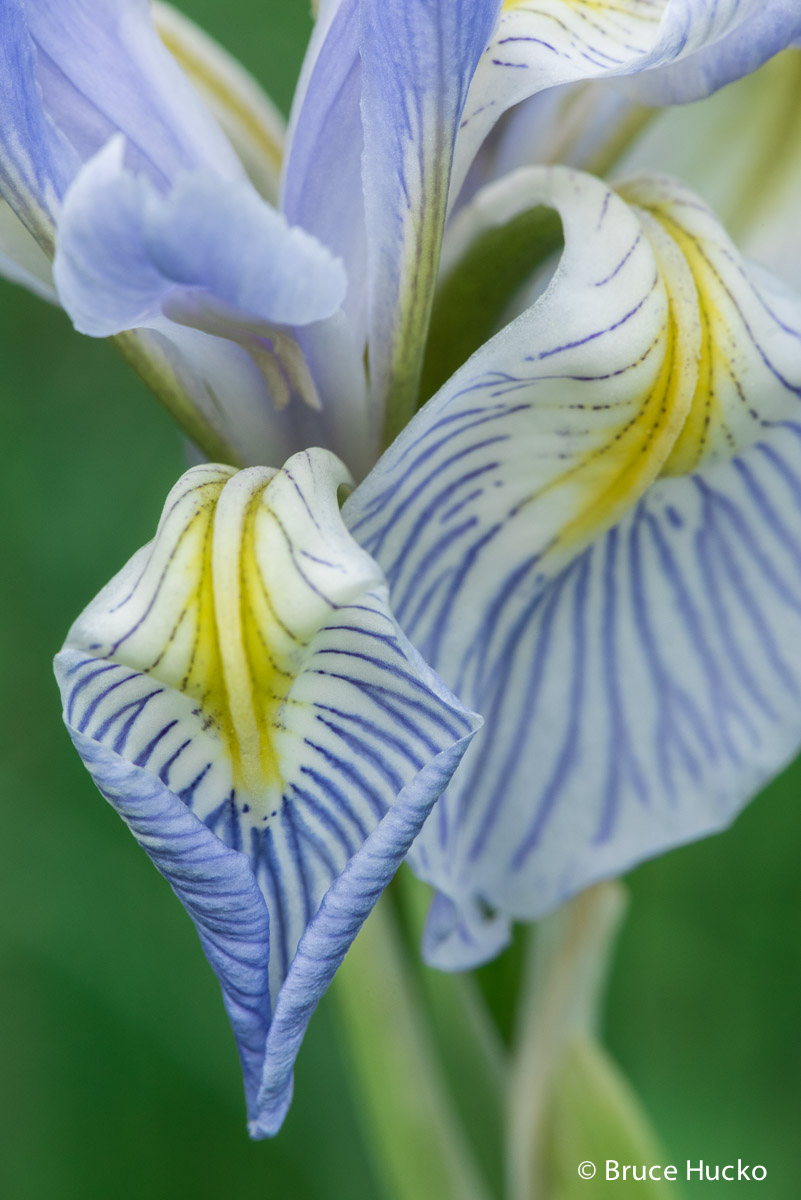 lasal mountains, wild iris