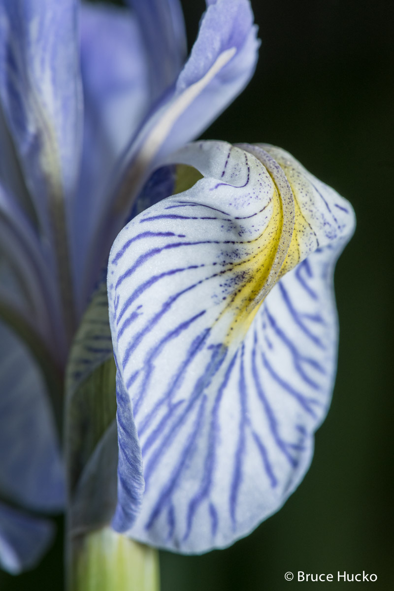Warner Lake, lasal mountains, wild iris