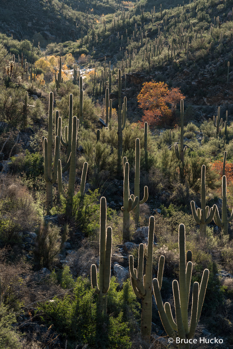 Bear Canyon,Sabino Canyon,Sabino Recreation Area,Sonoran Desert,Tucson area